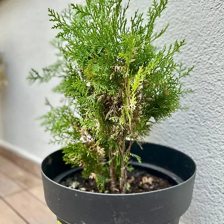 Apartman Central District 3 Bedroom Place *